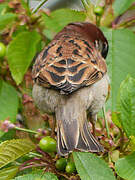 Moineau domestique