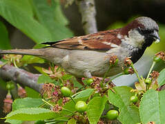 House Sparrow