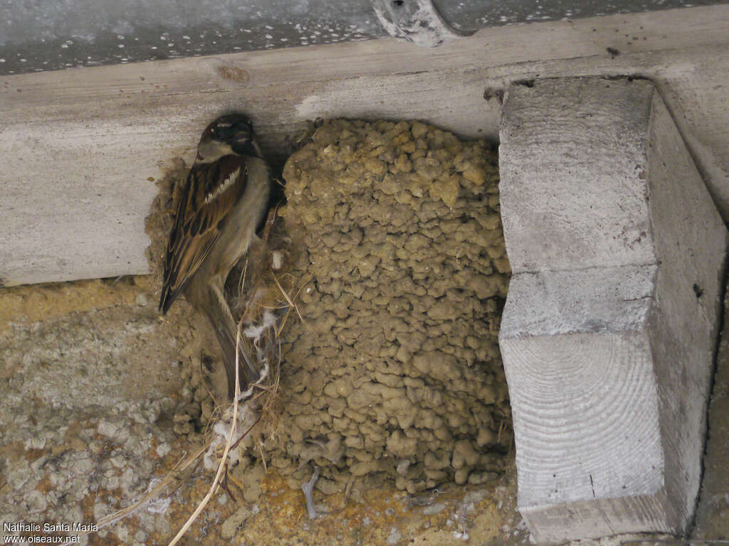 House Sparrow male adult breeding, Reproduction-nesting, parasitic reprod., Behaviour