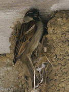 Moineau domestique