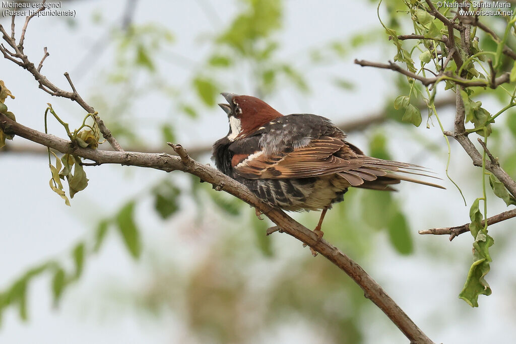 Moineau espagnol