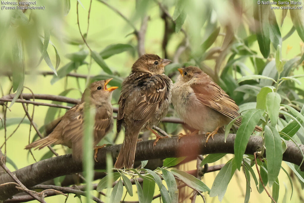 Moineau espagnol