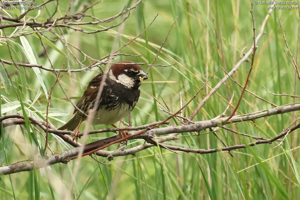 Moineau espagnol mâle, adulte, nuptial, habitat, régime, mange
