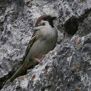 Eurasian Tree Sparrow