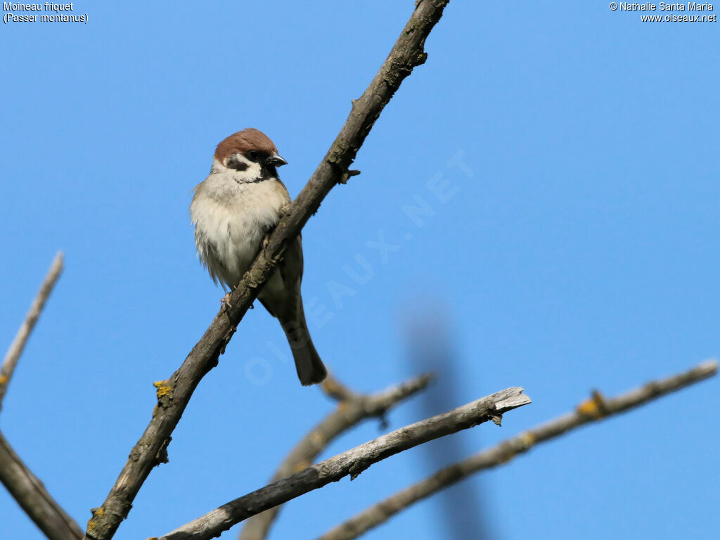 Moineau friquetadulte, identification, habitat, Comportement