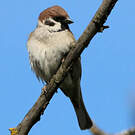 Moineau friquet