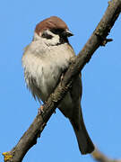 Eurasian Tree Sparrow