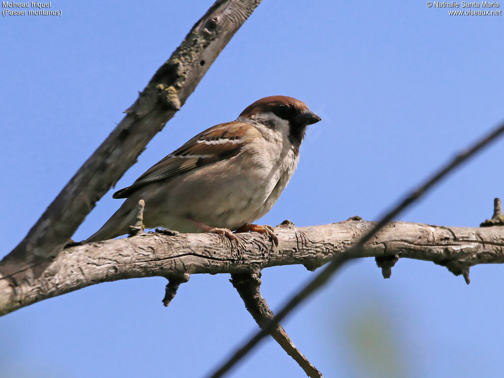 Moineau friquetadulte, identification, Comportement