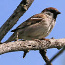 Moineau friquet