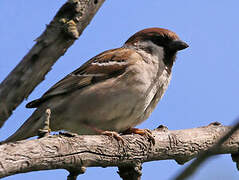 Eurasian Tree Sparrow