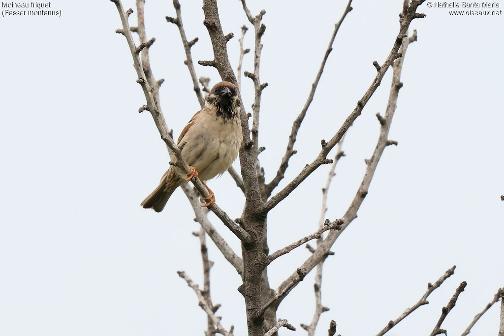 Moineau friquet