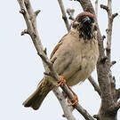 Moineau friquet