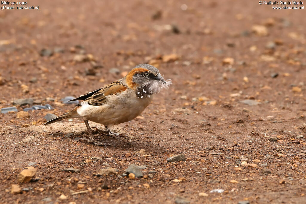 Moineau roux mâle adulte, identification, Nidification