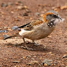Moineau roux