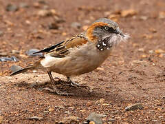 Moineau roux