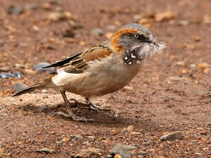 Moineau roux
