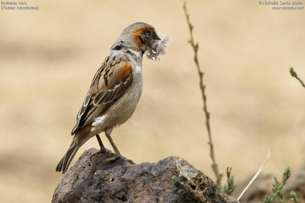 Kenya Sparrow male adult, identification, Reproduction-nesting