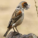 Moineau roux
