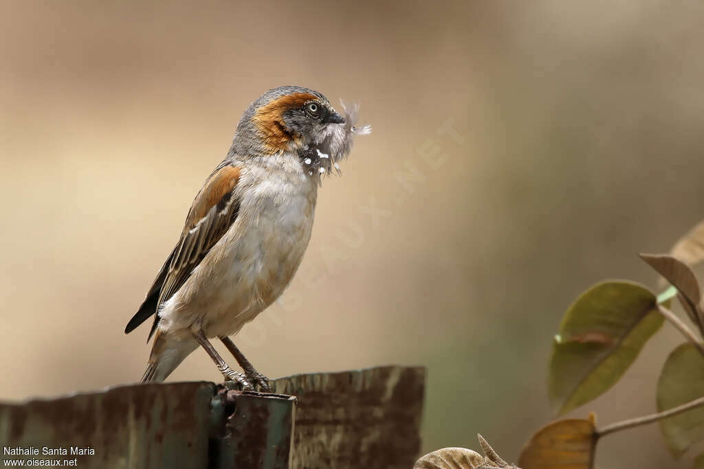 Kenya Sparrow male adult, Reproduction-nesting