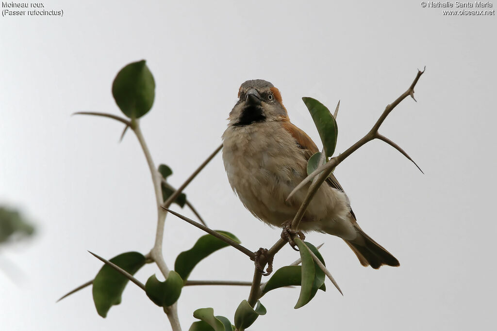 Kenya Sparrow male adult, identification, habitat