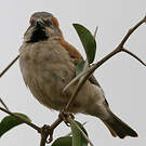 Moineau roux