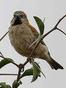 Kenya Sparrow