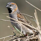 Moineau roux