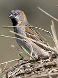 Moineau roux