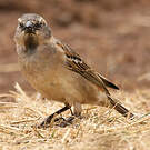 Moineau roux