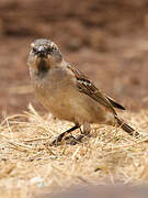 Kenya Sparrow