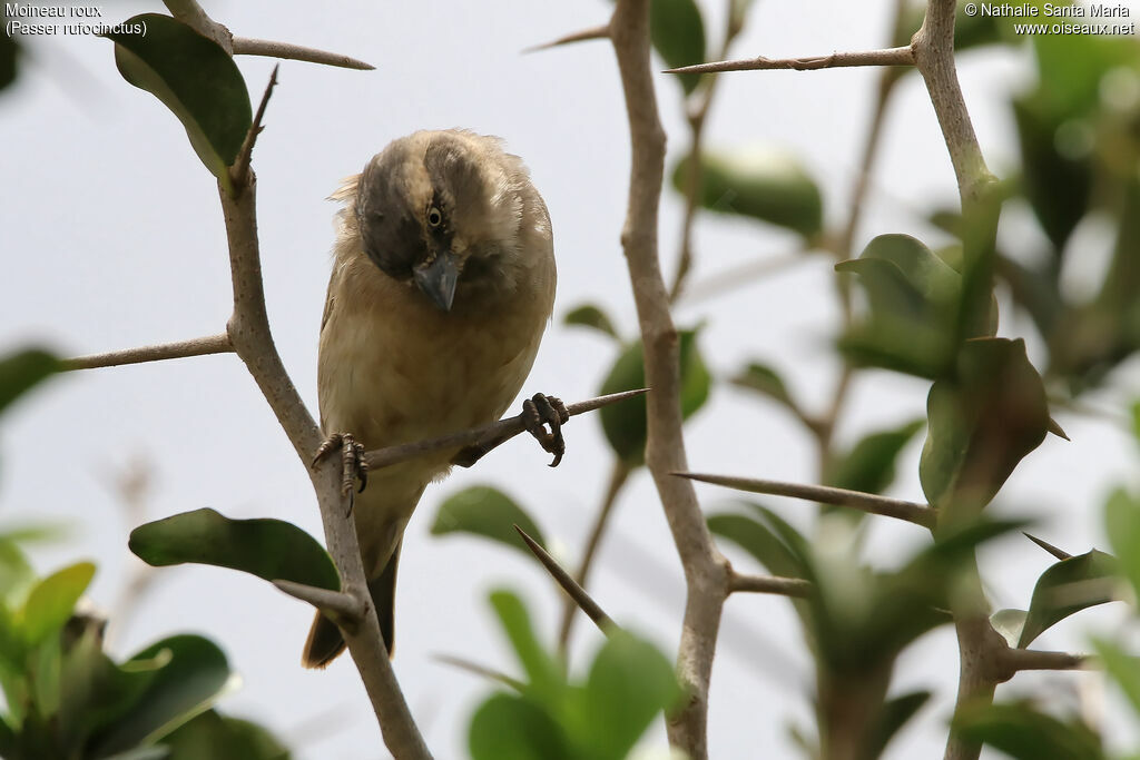 Moineau roux femelle adulte, identification, habitat