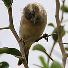 Moineau roux
