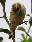 Kenya Sparrow