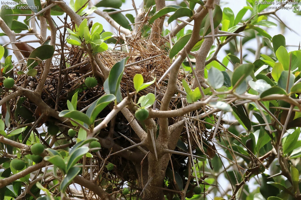 Moineau roux, habitat, Nidification