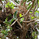 Moineau roux