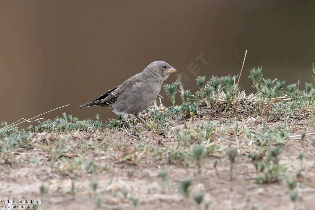 Moineau swahilijuvénile, identification, mange