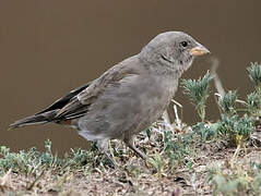 Swahili Sparrow