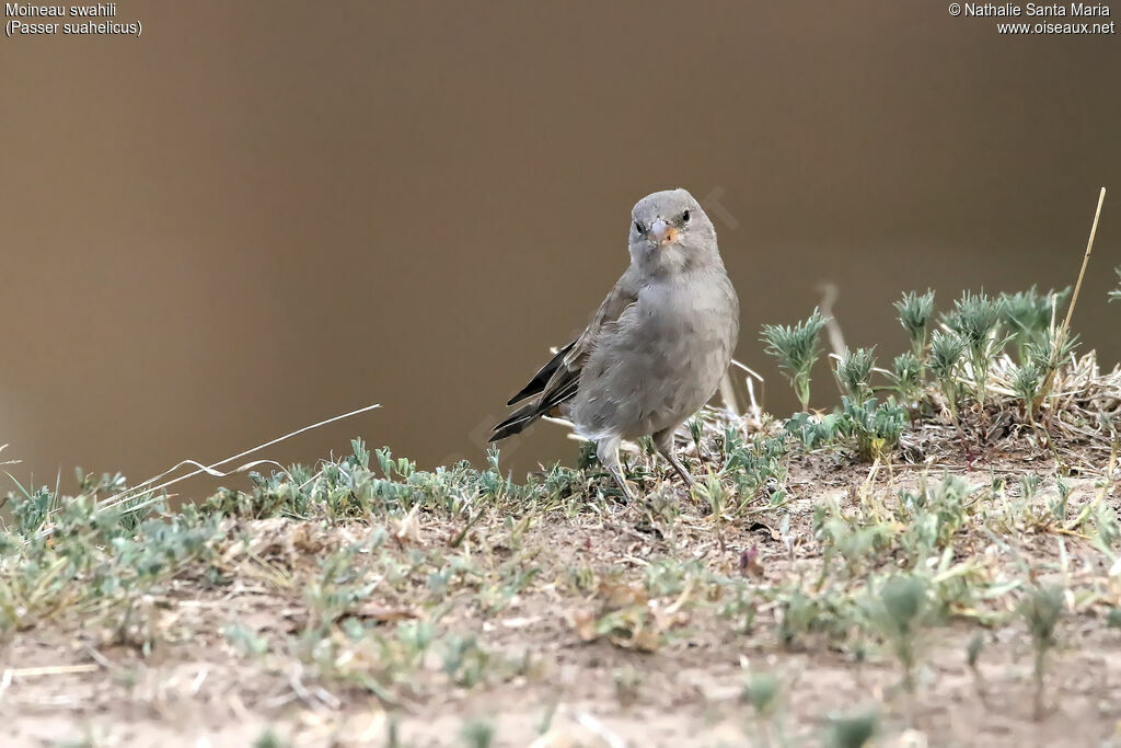 Swahili Sparrowimmature, identification, habitat, eats