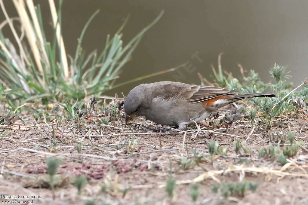 Moineau swahiliimmature, identification, mange