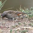 Moineau swahili