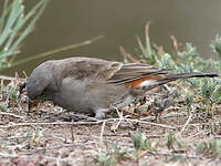 Moineau swahili