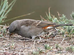 Swahili Sparrow