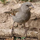 Moineau swahili