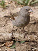 Swahili Sparrow