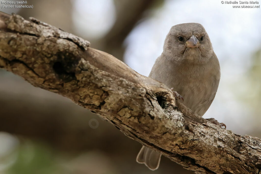 Moineau swahiliimmature, identification, Comportement