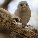 Moineau swahili