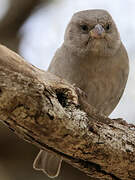 Swahili Sparrow