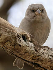 Moineau swahili