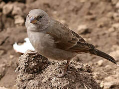 Swahili Sparrow