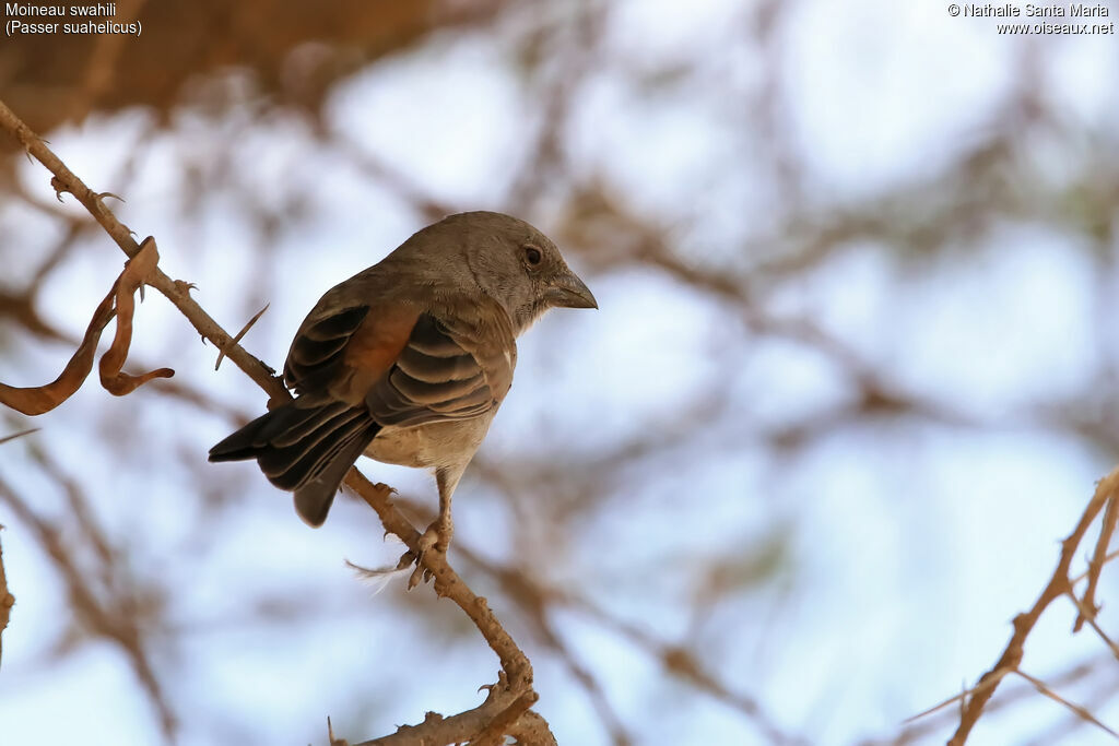 Moineau swahiliadulte, identification, habitat